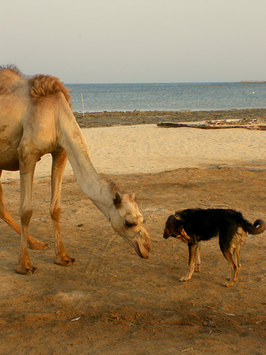 cameldog.jpg